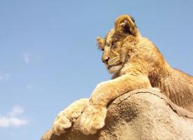 roi Lion