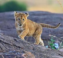lions masai mara photo