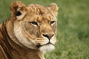 lion africain femelle photo
