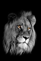 portrait de lion africain photo