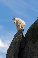 chèvre de montagne contemplant son parcours