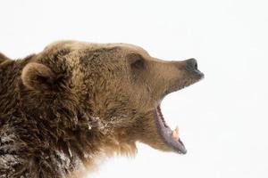 grizzli nord-américain adulte photo