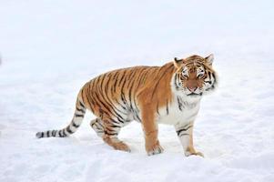 tigre photo