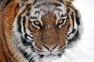 tigre photo