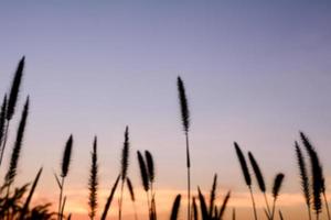 silhouette d'herbe le soir photo