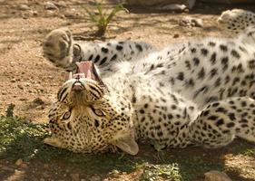 léopard africain, farniente