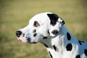 tête de chien dalmatien photo
