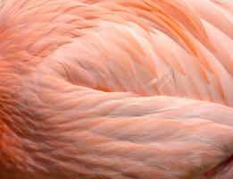 détail de la plume de flamant rose