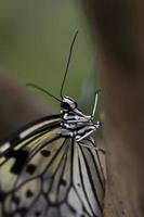 papillon nymphe des arbres