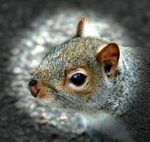 écureuil gris photo