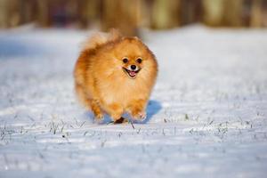 chien spitz pomeranian heureux courir sur la neige
