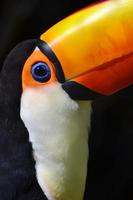 portrait de toucan photo