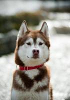 Husky sibérien photo
