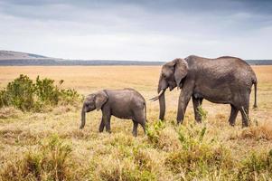 animaux au Kenya