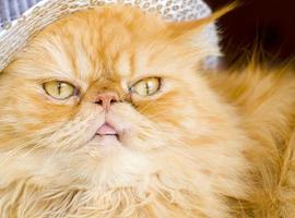 chat persan rouge avec chapeau photo