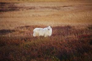 moutons d'Islande photo