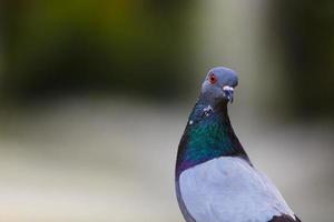 pigeon alerte photo