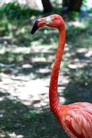 flamingo beau portrait créé dans la nature sauvage