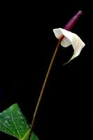 fleur de flamant rose (anthurium)