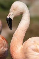 Flamant des Caraïbes (Phoenicopterus ruber ruber)