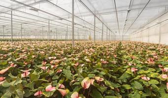 Flamant rose plantes fleuries dans une pépinière hollandaise photo
