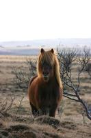 poney islandais sauvage photo