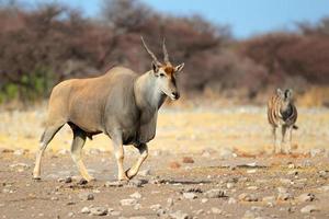 éland antilope photo