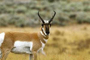 Antelope Buck à l'extérieur de Gardiner, Montana