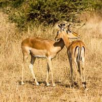 étreinte impala photo