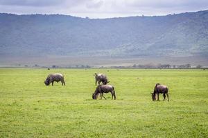 gnous dans la zone de conservation de ngorongoro photo