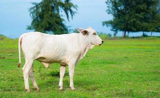 une vache blanche se tient au milieu du pré en regardant la caméra. les vaches mangent de l'herbe au milieu d'un champ ouvert, de l'herbe verte brillante. photo