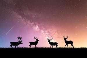 silhouettes de cerfs dans une belle prairie lumineuse. concept de la faune dans la nature photo