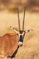 Portrait d'une antilope Gemsbok (Oryx gazella) dans le désert, l'Afrique