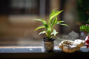 pots de plantes placés près de la fenêtre photo