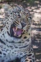 léopard grondant avec d'énormes dents