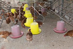 poulet dans le poulailler. photo