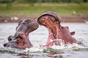 hippopotame, kenya photo