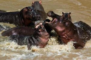 Hippopotames se battre à la rivière Talek, parc national de Masai Mara, Kenya photo