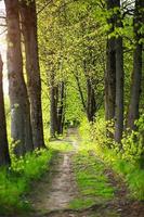 une allée d'arbres au jeune feuillage printanier frais. naturalité, écologie, printemps. espace de copie, arrière-plan photo