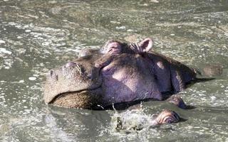 hippopotame bénéficiant d'un bain, masai mara national park, kenya photo