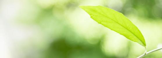 gros plan de la vue sur la nature feuille verte sur fond de verdure floue sous la lumière du soleil avec bokeh et espace de copie en utilisant comme arrière-plan paysage de plantes naturelles, concept de couverture écologique. photo