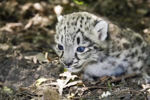 bébé léopard des neiges photo