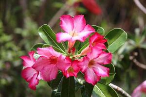 fleurs roses naturelles de belles couleurs, non personnalisables. photo