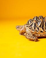 Les étoiles indiennes sont des reptiles très rares, ces animaux sont également classés comme animaux anciens car ils peuvent avoir des centaines d'années. la tortue, qui ne peut vivre que sur terre, ne peut pas vivre dans l'eau. photo