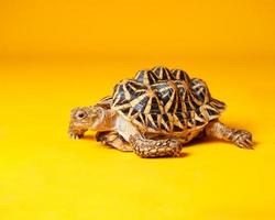 Les étoiles indiennes sont des reptiles très rares, ces animaux sont également classés comme animaux anciens car ils peuvent avoir des centaines d'années. la tortue, qui ne peut vivre que sur terre, ne peut pas vivre dans l'eau. photo