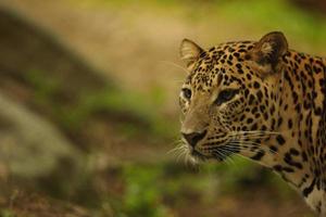 léopard femelle photo