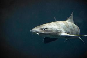 requin léopard de natation