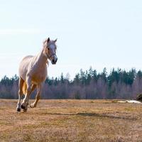 belles courses de chevaux photo