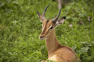 jeune mâle impala