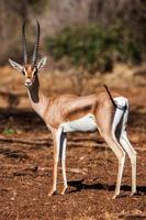 Profil de petite gazelle prise, dans son habitat naturel, Afrique